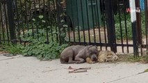 Dos perros abandonados en la calle se niegan a ser separados