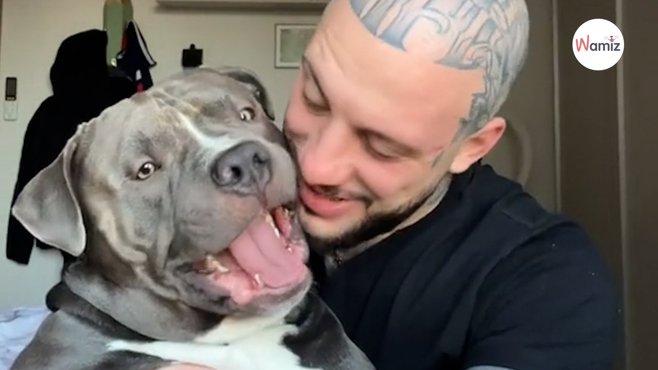 Mann spielt seinem American Bully einen Streich: Antwort des Hundes geht viral (Video)
