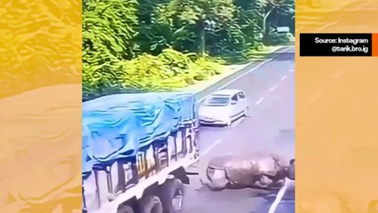 Vaikuttava video: sarvikuono hyökkää kuorma-auton kimppuun ja melkein tulee nyrkkeilytettyksi