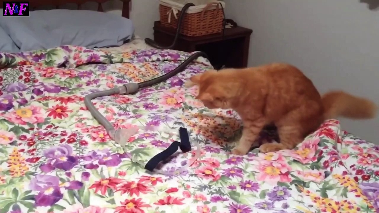 Funniest Cats Videos, The Siliest, Cutest And Funniest Cats 19