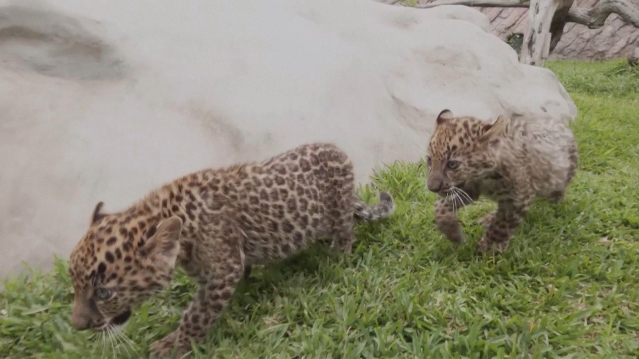 Two Leopard Cubs Become the ‘First Leopard Birth’ in Peru