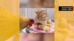 Söpö video: pieni kissa adoptoi kananpoikien pesueen ja jättää kanan hämmentyneeksi