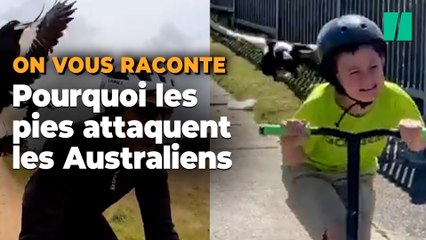 En Australie les pies attaquent les passants et les cyclistes, mais ce n’est pas gratuit