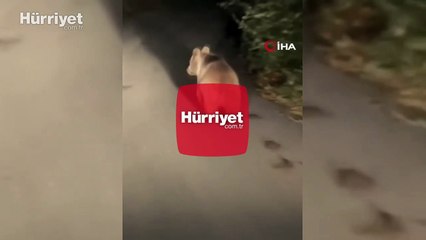 Köy yoluna çıkan ayı kameralara yansıdı