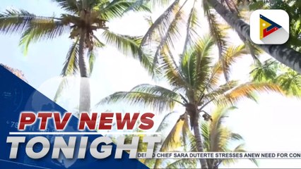 PCA to develop plan for development, rehabilitation of coconut industry