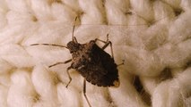 Is the UK about to see a major bed bug infestation?