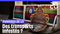 Punaises de lit : Métro, RER, train... les transports sont-ils envahis ?