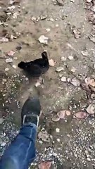 Un tétras-lyre orné poursuit un homme