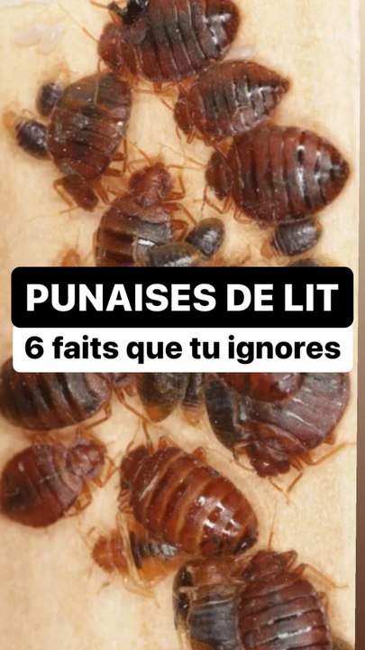 Oh punaise… de lit 