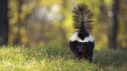 How to Keep Skunks Away From Your Yard