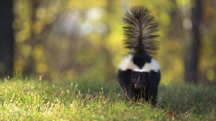 Effective Ways to Keep Skunks Away from Your Yard 🦨