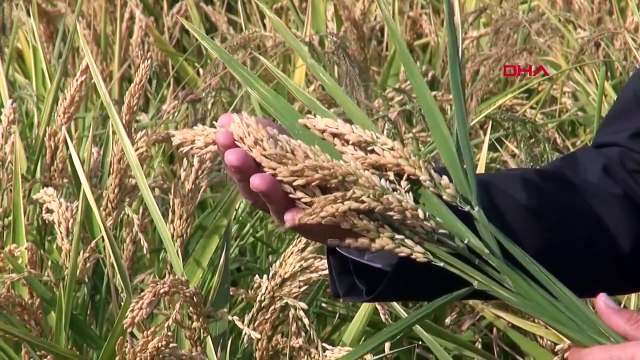 Trakya Tarımsal Araştırma Enstitüsü'nde 195 Farklı Tohum Geliştirildi