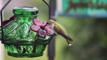 Calm, relaxing creative commons lofi by Uncle Milk  with a hummingbird eating background video to work, relax, chill or study