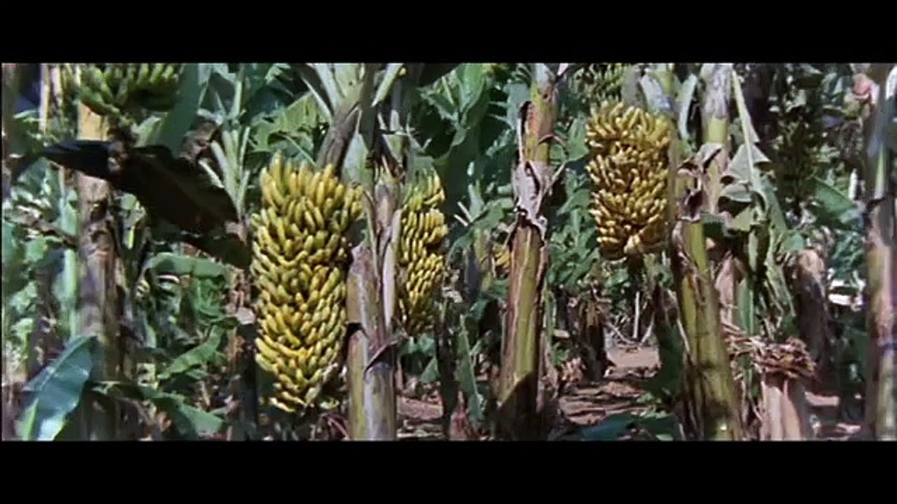 Los Dioses Deben Estar Locos