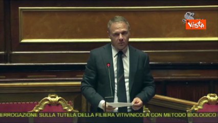 Vino, Lollobrigida: "Si lavora a aumento aiuti contro peronospora"