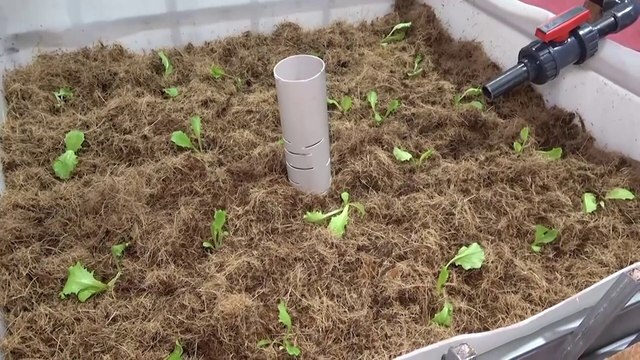 À la découverte de l’aquaponie, un système de production alimentaire durable qui unit la culture de plantes et l'élevage de poissons
