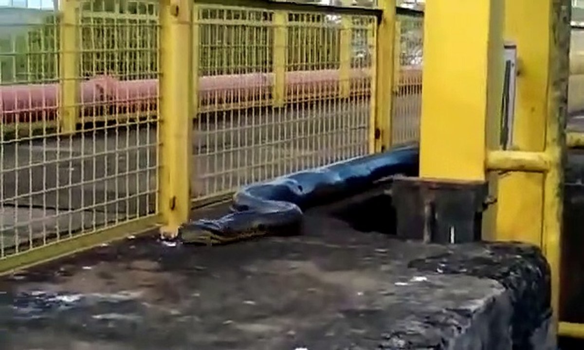 Un anaconda de 8m découvert par des ouvriers brésiliens