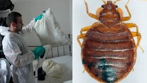 Pest control technician fumigates apartment as bedbug infestation sweeps Paris