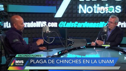 El origen de las chinches y como cambatirlas