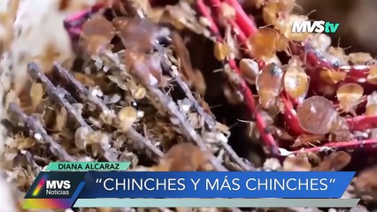 Chinches y más chinches
