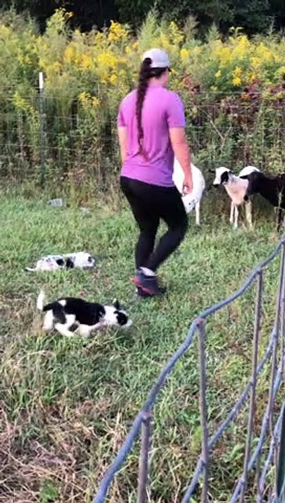 Border Collie Puppies Display Early Herding Instincts