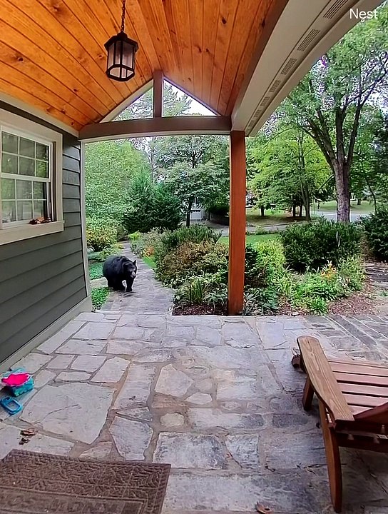 Large Bear Ready to Hibernate Lumbers Across Porch