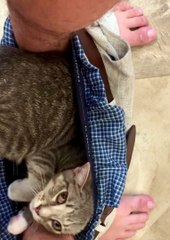 When Your Kitten Doesn't Understand Boundaries