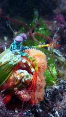 Peacock Mantis Shrimp Carries Her Eggs