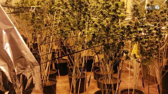 res detenidos y dos fincas que servían como invernadero de marihuana fueron asegurados por la FGR
