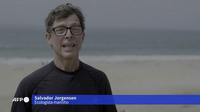 Deslocados pela mudança climática, tubarões ameaçam a vida marinha da Califórnia