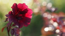 How to Plant and Grow Cranberry Hibiscus