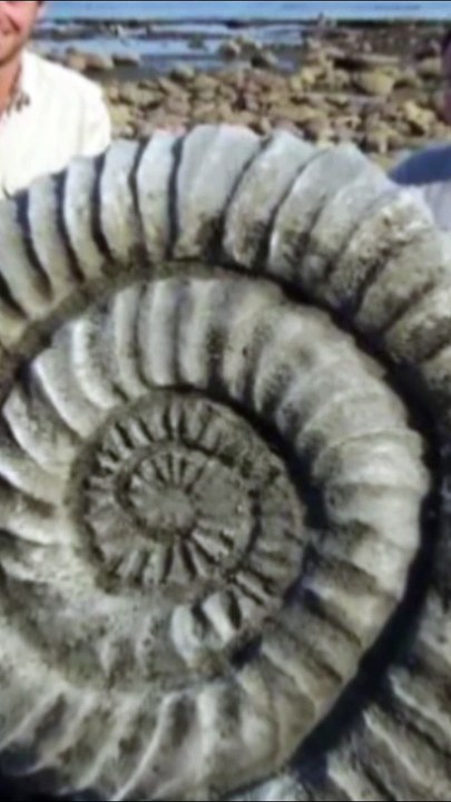largest ammonites