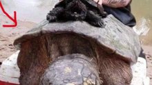 largest turtle ever