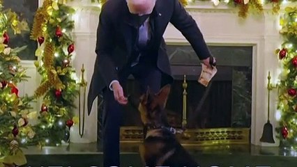 CACHORRO de JOE BIDEN deixa a CASA BRANCA; saiba mais