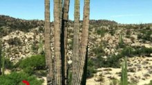 the largest cactus