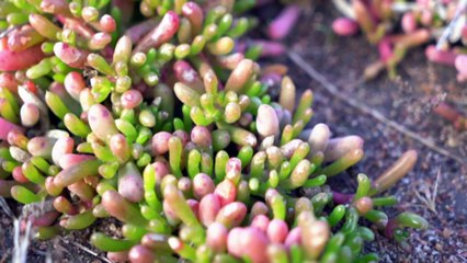WA farmer growing salt-tolerant plants for restaurants