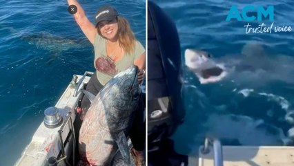 ‘Jerk’ great white takes a bite of fisher’s prize catch
