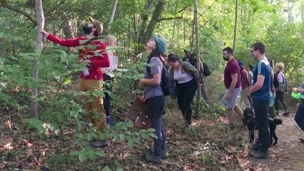 Foragers hunt for this forgotten fruit