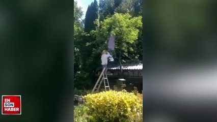 Ağaçtaki arıları almaya çalışırken kafasına düşüren adam