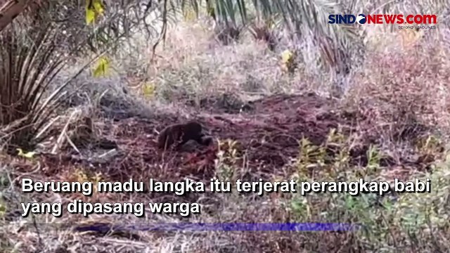 BKSDA Kalteng Evakuasi Beruang Madu Langka, 3 Hari Terjerat Perangkap Babi