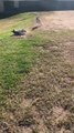 Dog Tumbles While Attempting to Jump Over Fellow Pet Dog
