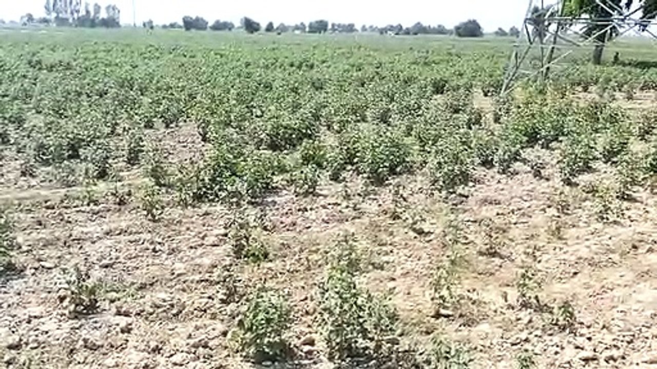 Farmers are suffering from the pain of crop failure, government is not coming forward to provide financial assistance