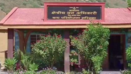 अलवर: भूरासिद्ध के जंगलों में विचरण करते दिखा बाघ, प्रशासन ने जनता से की ये अपील