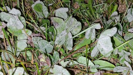 대관령 첫얼음·첫서리 관측...서울도 올가을 최저 / YTN
