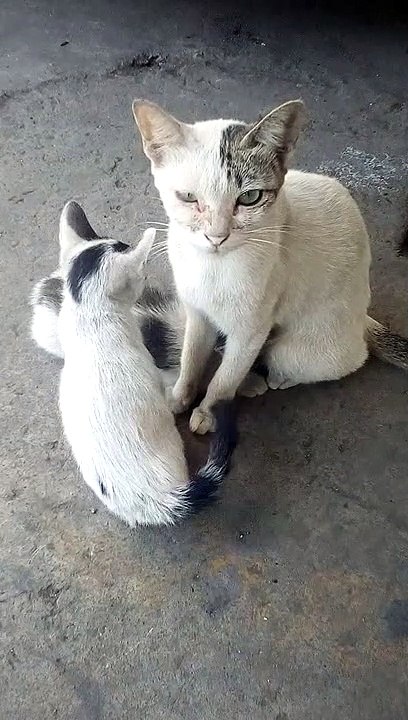 Kucing yg bermain dengan anak anaknya