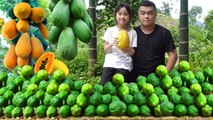 Harvesting Ripe Papaya Fruit to bring to the market to sell | Ha Van Tu & Homeless Girl