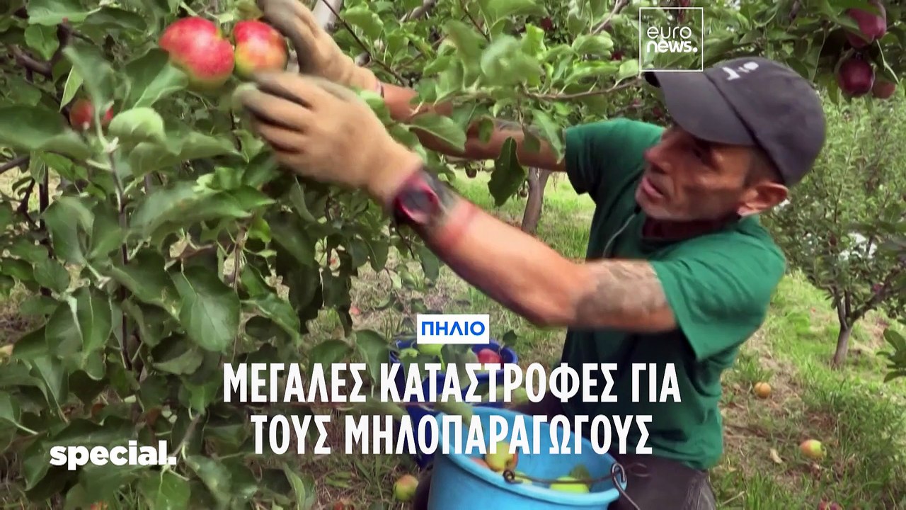 Πήλιο: Οι μηλοπαραγωγοί χάνουν τη σοδειά τους κ...