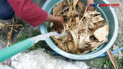 Pasutri ini Sukses Olah Sampah Daun Pisang Jadi Pewarna Makanan Alami