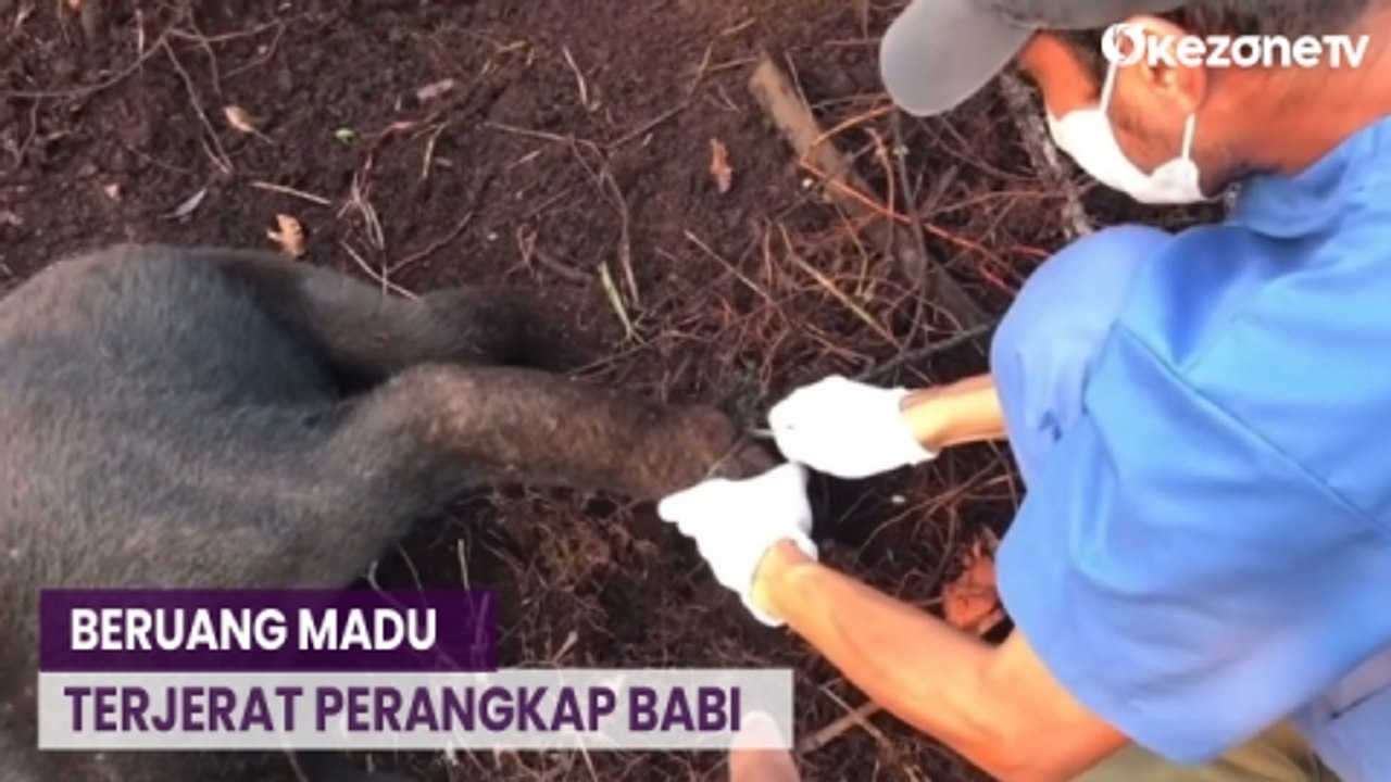 Beruang Madu Langka Terjerat Perangkap Babi, Dievakuasi BKSDA Kalteng
