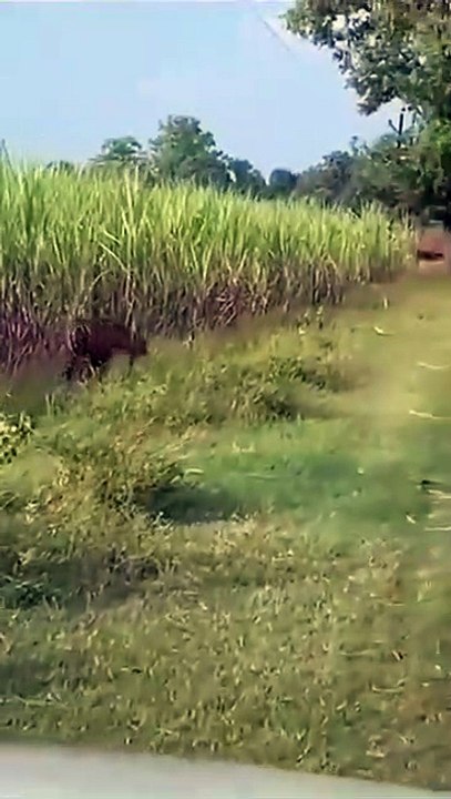 खेतों में अचानक पहुंच गया बाघ, किसानों में मची भगदड़, वीडियो वायरल